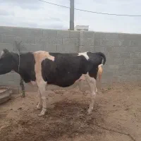 گاوقربانی جوان