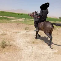 اسب مادیان