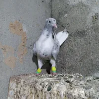 کبوتر|پرنده|نیشابور, فضل|دیوار