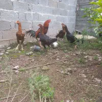 تخم لاری اصیل|حیوانات مزرعه|رشت, منظریه|دیوار