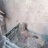 سه عدد کبوتر نامور اس