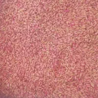 گندم بزری دیم اماده