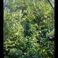 خریدار برگ بو به قیمت بالا