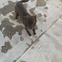 تول گوش گرگی مشکی