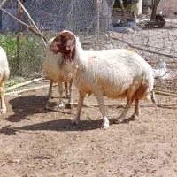 میش پروار بتنی