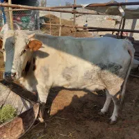 تلیسه ی شکم