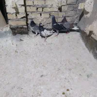 کفتر صید|پرنده|مشهد, طرق|دیوار