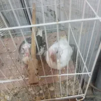 جفت عروس با سه تا جوجه|پرنده|تربت جام, فاز ۱ فرهنگیان|دیوار