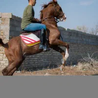 نریان سیلمی کره طوفان جنتیان&اسطوره مهتاب|اسب و تجهیزات اسبسواری|قزوین, |دیوار