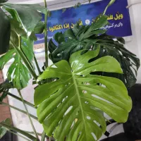 فروش گل های غول پیکر کلکسیونی|گل و گیاه طبیعی|آمل, |دیوار