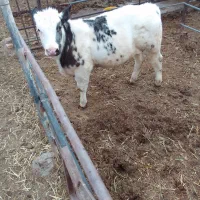 فروش گوساله