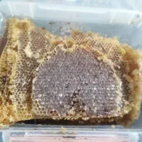 عسل طبیعی کوهستان