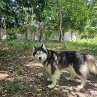 سگ هاسکی
