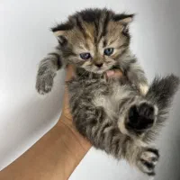 گربه|گربه|بندرعباس, |دیوار