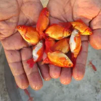 عرضه انواع بچه ماهی|ماهی|شوشتر, |دیوار