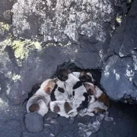 سگ رایگان|سگ|زرند, |دیوار