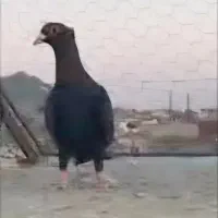 کفتر رنگی نابلد|پرنده|زاهدان, |دیوار