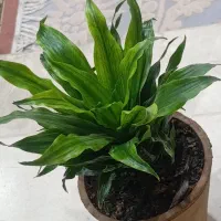 گل کامپکت شیک و زیبا|گل و گیاه طبیعی|کرمانشاه, |دیوار