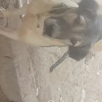 واگذاری سگ پژدر ماده