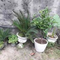 گل‌های شاداب و سرحال