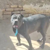 سگ پیتبول رایگان