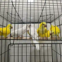 راهب زرد و سفید نروماده 2 ماهه تا 3.5 ماهه