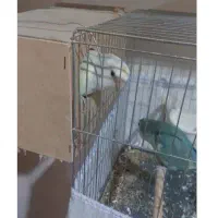 طوطی برزیلی اوپال جفت مولد|پرنده|شیراز, تندگویان|دیوار