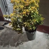 گل شمشادسبزوطلایی بزرگ