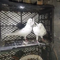 کبوتر پرشی|پرنده|گرگان, |دیوار