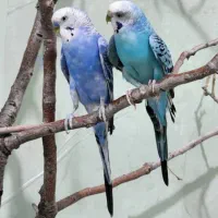 واگذاری مرغ عشق