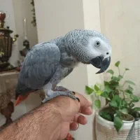 جوجه کاسکو حلقه پا کلام بالا نابغه