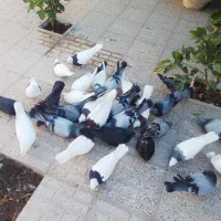کفت. اصفهانی وتهرونی