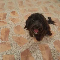 توله بلک راشن تریر