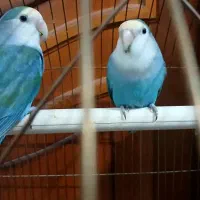 طوطی برزیلی