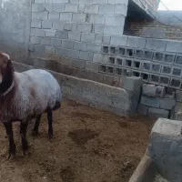 قوچ افشار اصل|حیوانات مزرعه|آباده, |دیوار