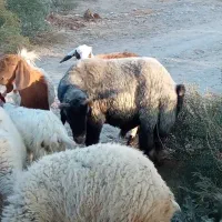 معاوضه با شیشک دارم