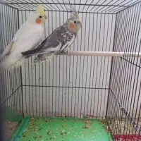 عروس هلندی نر و ماده