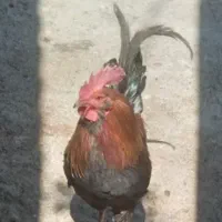 خروس پرجوش ومرغ تخم گذار گلین جوان