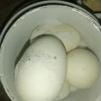 غاز دورگ نر درشت