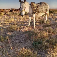 خر گله ماده|حیوانات مزرعه|فیروزه, |دیوار