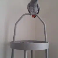 پایه پرنده/ استند پرنده/|لوازم جانبی حیوانات|تهران, گلستان (شهرک راه آهن)|دیوار