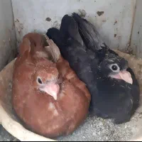 کبوتر کله صرب