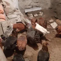 مرغ جوان|حیوانات مزرعه|پاوه, |دیوار