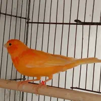 قناری ردفاکتورنر