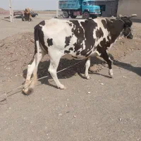 گاو اسراعیلی فروشی|حیوانات مزرعه|چاه داد خدا, |دیوار