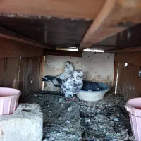 عشق به آسمان|پرنده|مینودشت, |دیوار