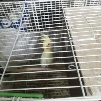 عروس هلندی|پرنده|شیراز, میانرود|دیوار