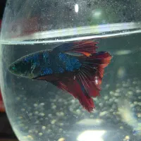 حلزون شریمپ فایتر زبرا کالر ‌گوپی مولی و آکواریوم