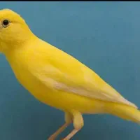 جوجه قناری باغی
