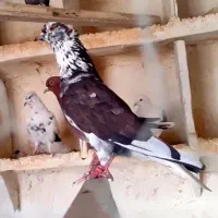 کفترکبوتر|پرنده|هشتگرد, هشتگرد قدیم|دیوار